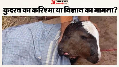 Munger: Two-headed, four-eyed calf born, villagers gather in curiosity