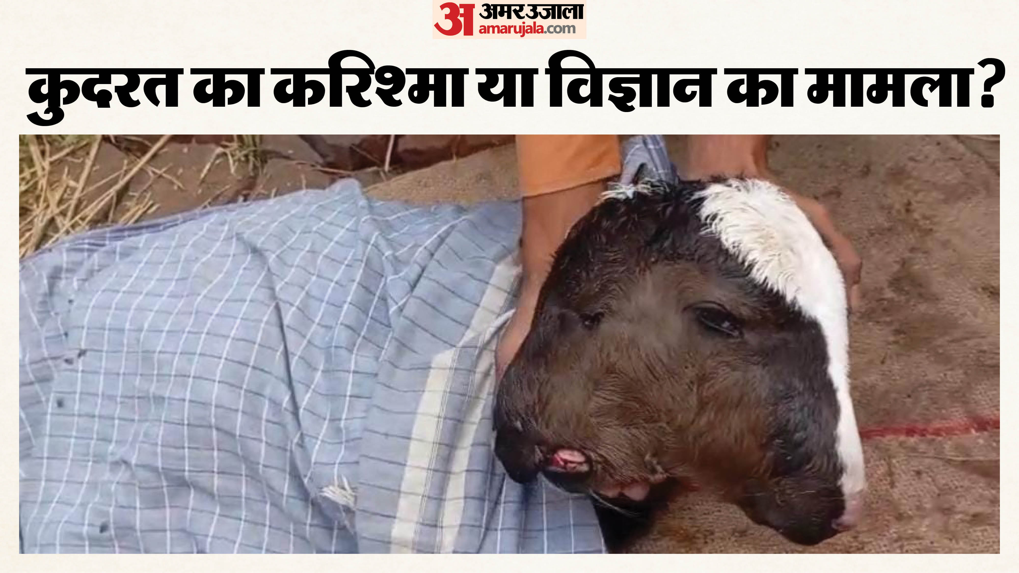 दो मुंह-चार आंखों वाला बछड़ा बना चर्चा का केंद्र