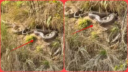 Video Massive Python Spotted in Una Himachal Public Advised to Remain Vigilant