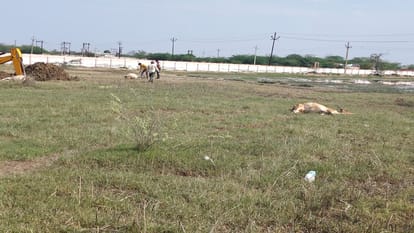 Agra: 17 cows died in fields, 13 are undergoing treatment.