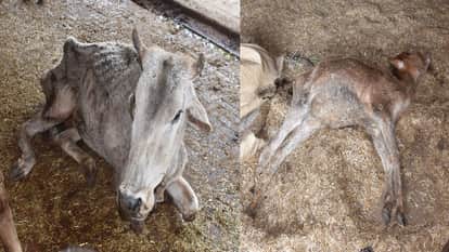 Condition of cow shelter in Aligarh