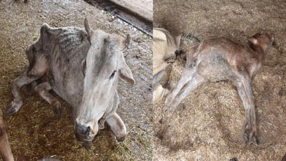 Condition of cow shelter in Aligarh