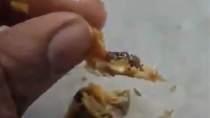 Bhopal News: Allegation of finding lizard in food in RGPV canteen, on complaint the employee ate it himself sa