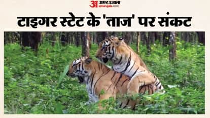 MP News: Alarm over tiger deaths in Madhya Pradesh, 64 tigers dead in 15 months, 25% electrocuted