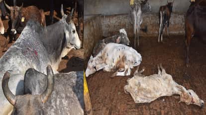Condition of cow shelter in Aligarh