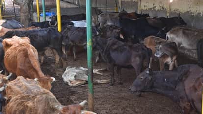 Condition of cow shelter in Aligarh