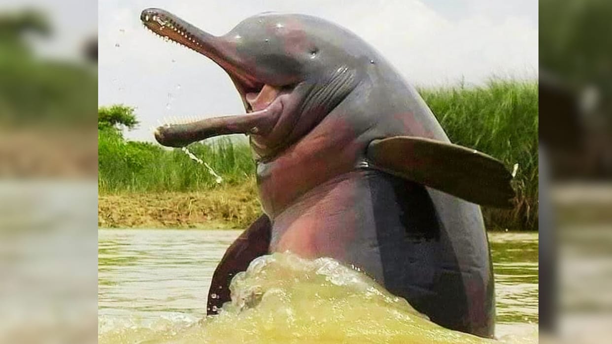 Ganga Purity Declines in Kashi Dolphin fish Abandon Area Their Numbers Steadily Dwindling in varanasi