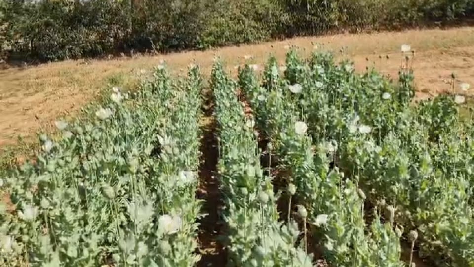 Opium cultivation busted in Raigarh district