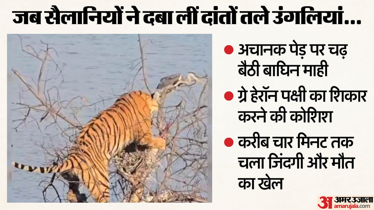 Ranthambore: Rare Sight Witnessed During Tiger Safari, Tigress Mahi Climbs Tree in Attempt to Hunt a Bird