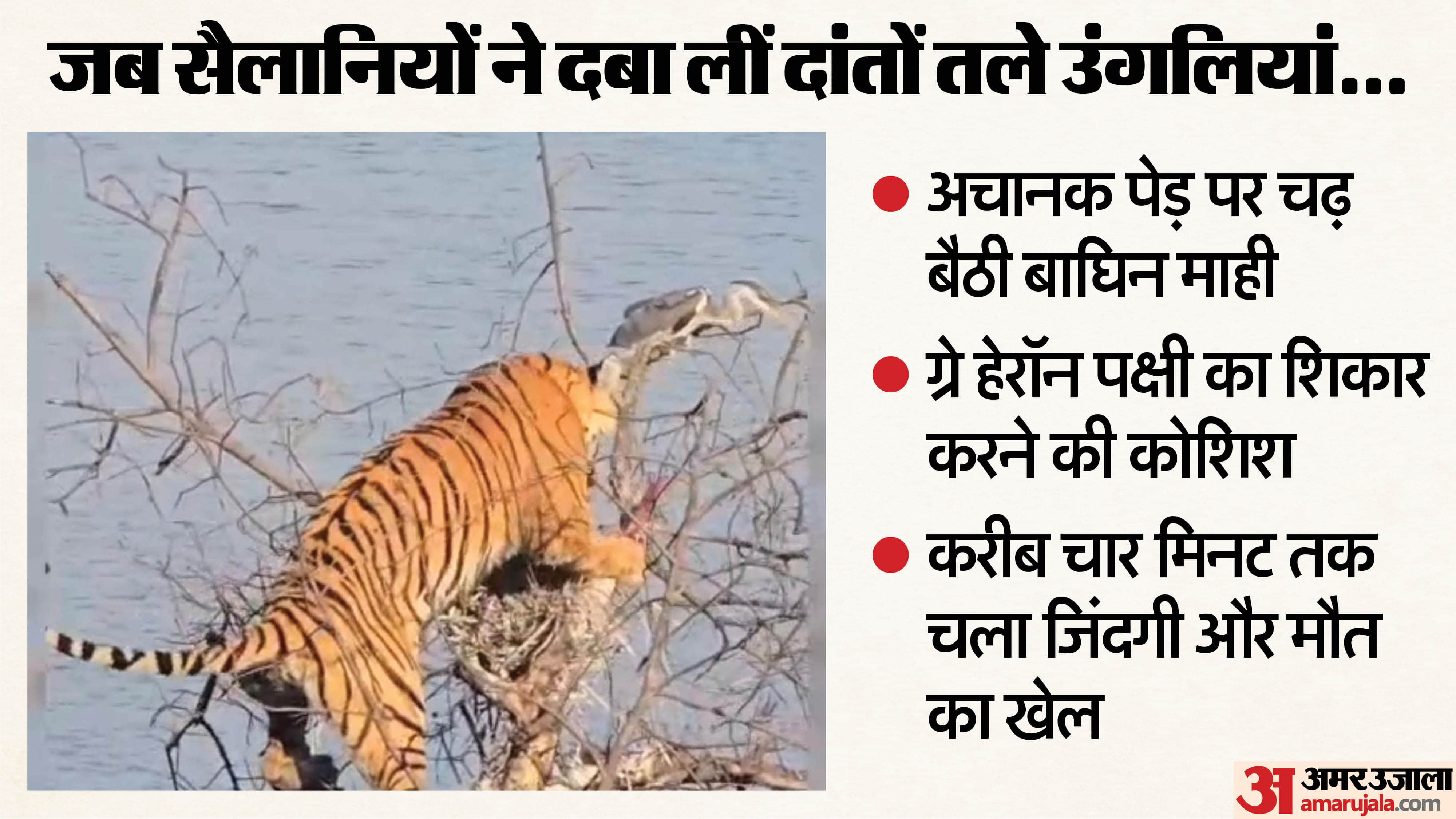 पेड़ पर शिकार करने चढ़ी बाघिन माही