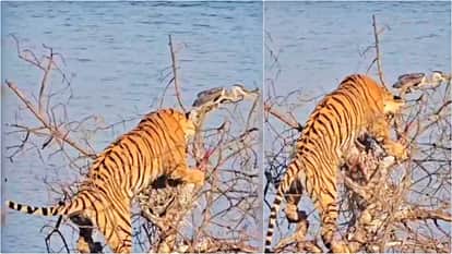 Ranthambore: Rare Sight Witnessed During Tiger Safari, Tigress Mahi Climbs Tree in Attempt to Hunt a Bird