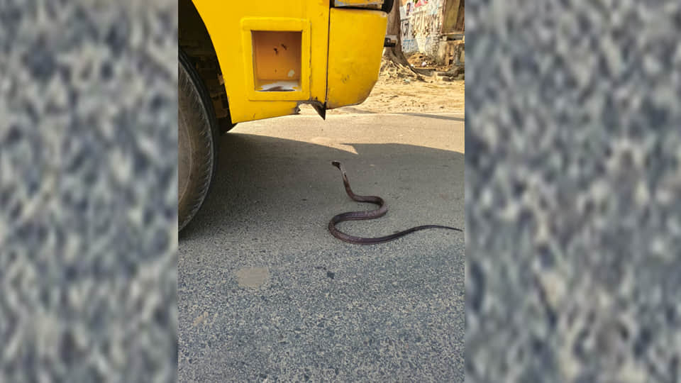 स्कूली बस के आगे फन उठाकर खड़ा सांप