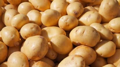 Success Over 79 Varieties of Potatoes Developed in Kufri Shimla Production Set to Improve