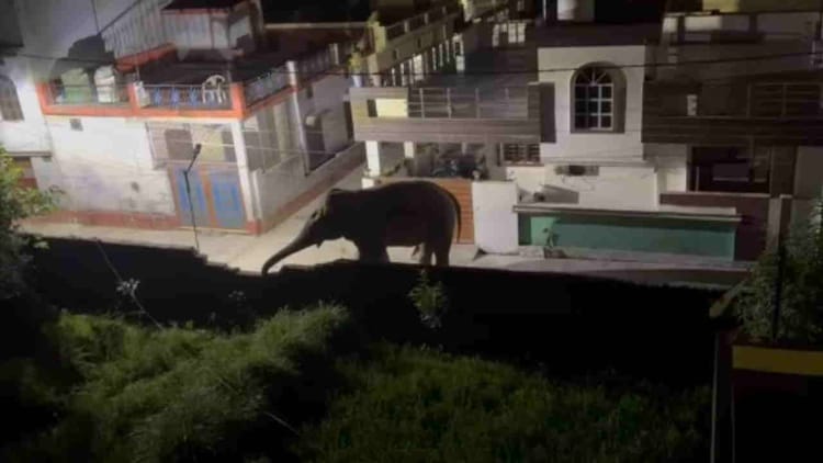 Rishikesh News: ढालवाला क्षेत्र में अचानक आवासीय बस्ती में पहुंचा जंगली हाथी, इलाके में दहशत