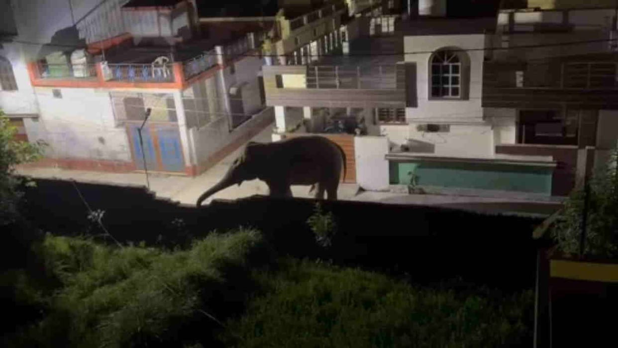Panic Grips Rishikesh Dhalwala Area as Wild Elephant Enters the Locality read All Updates