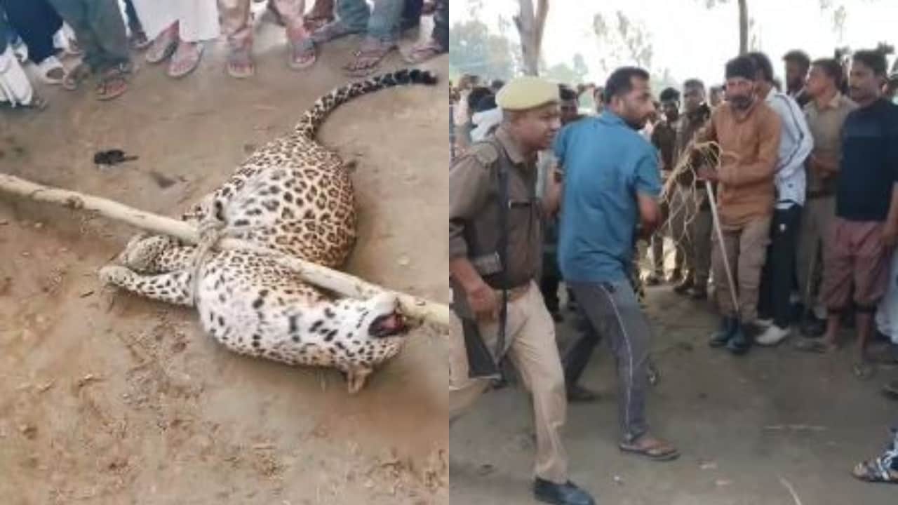 ग्रामीणों ने तेंदुए को पकड़ा