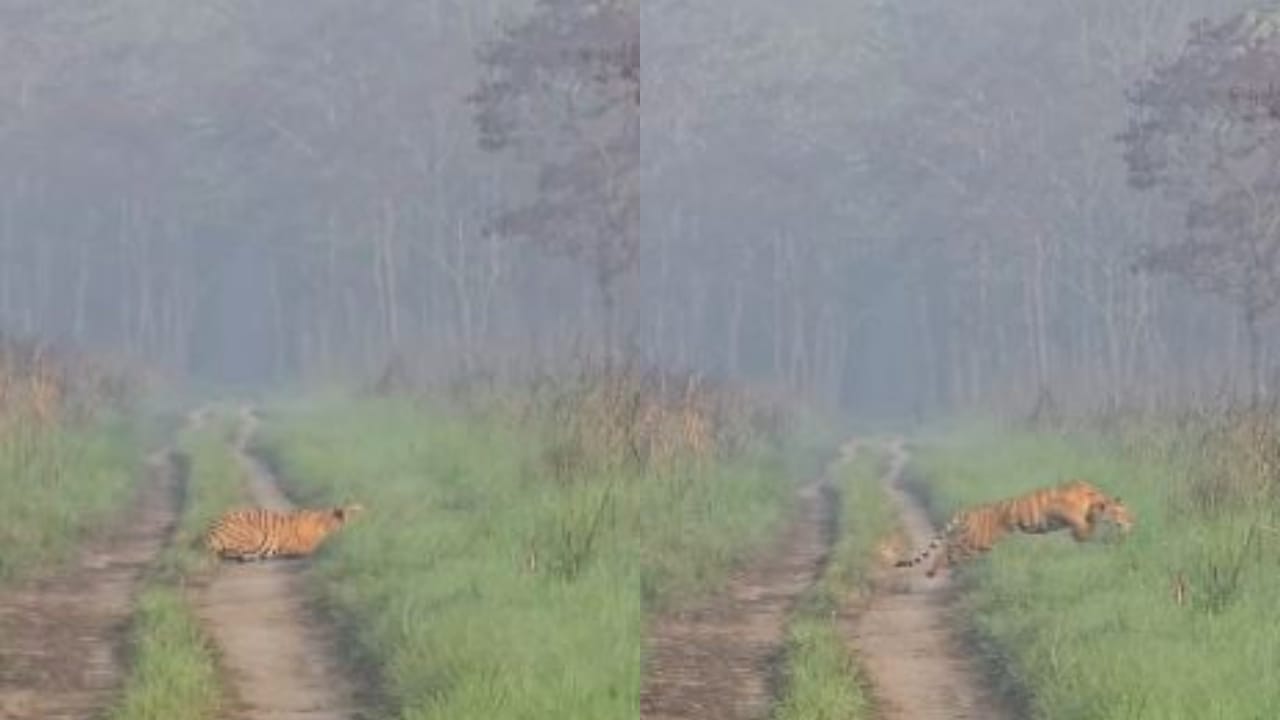 बाघ