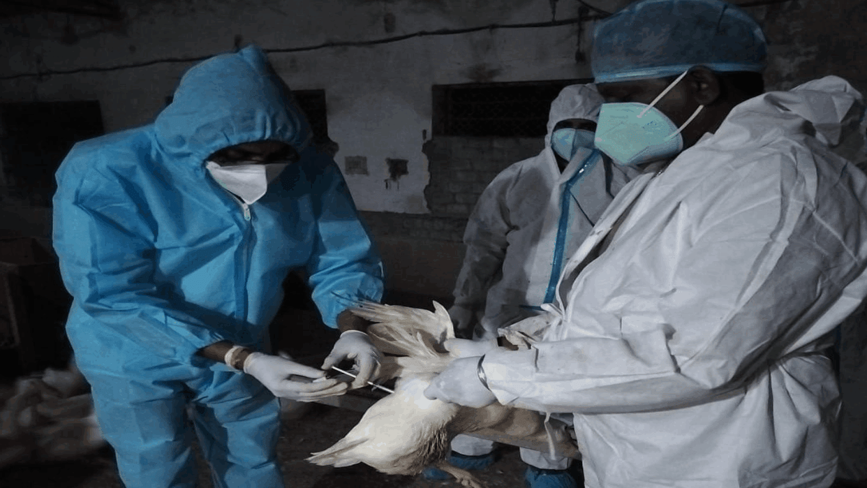 Over 22000 Birds Culled in Raigarh Due to Bird Flu