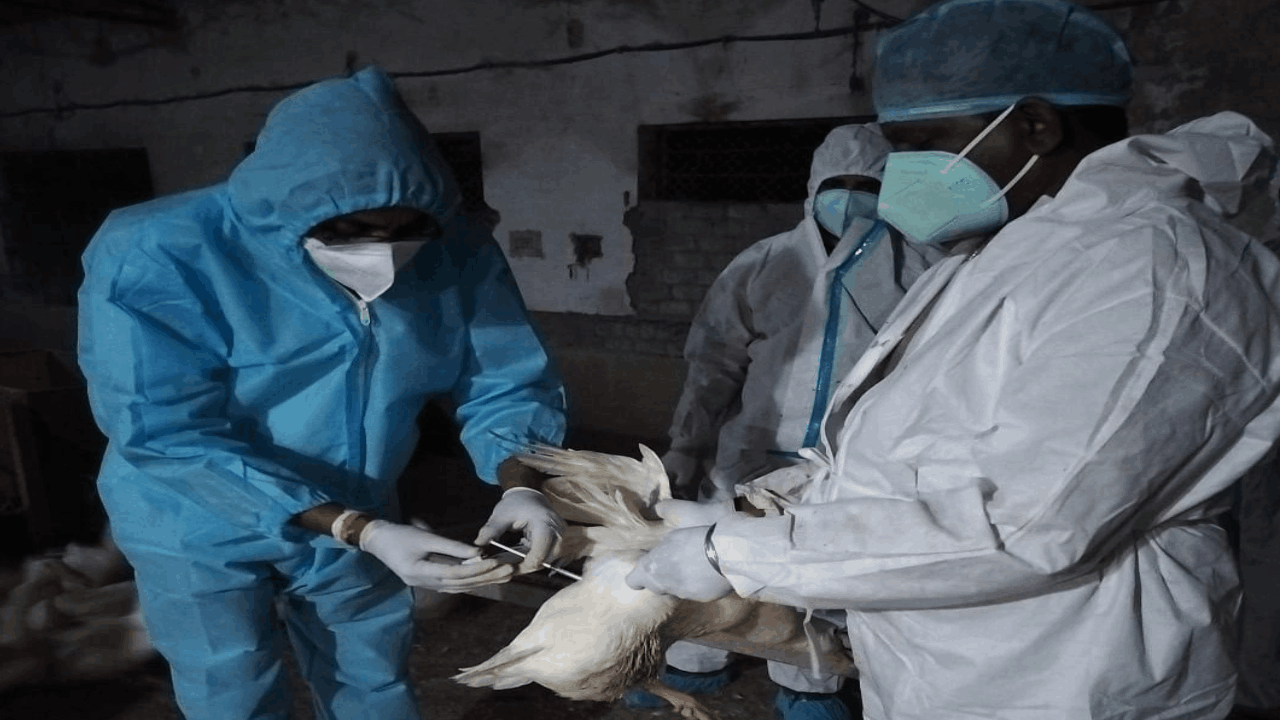 बर्ड फ्लू