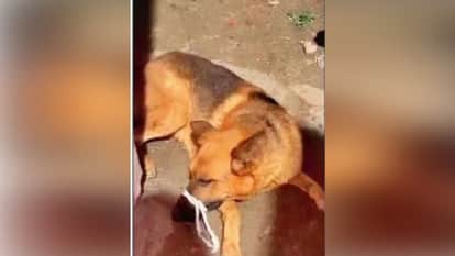 Betrayed Loyalty German Shepherd Found Tied and Abandoned at Busy Crossing