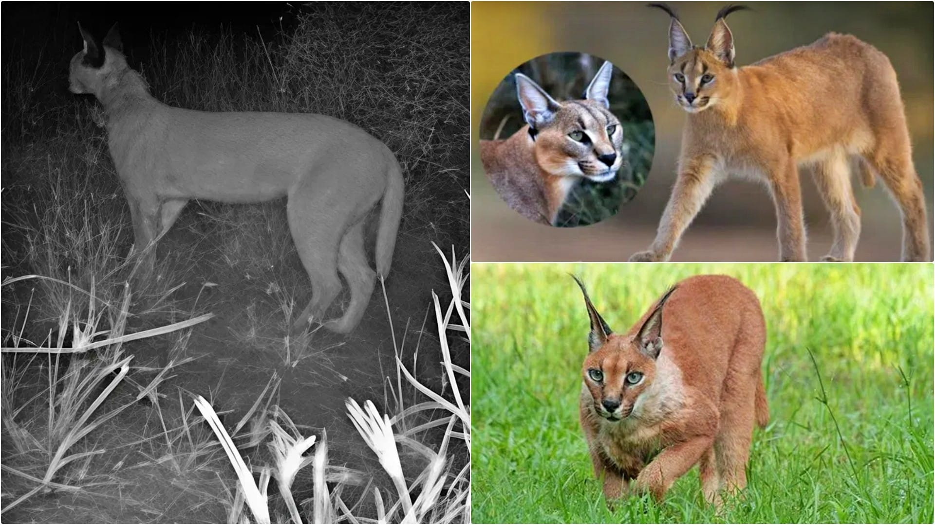 कैमरा ट्रैप में कैद हुआ दुर्लभ कैराकल (ब्लैक एंड व्हाइट), अन्य फाइल फोटो