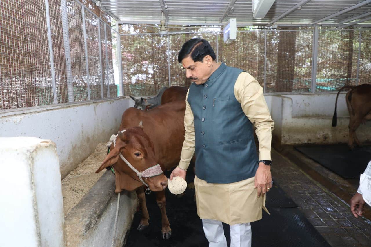 MP News: CM Yadav turns 61, PM Modi and Amit Shah extend their congratulations, begins day by feeding grass to