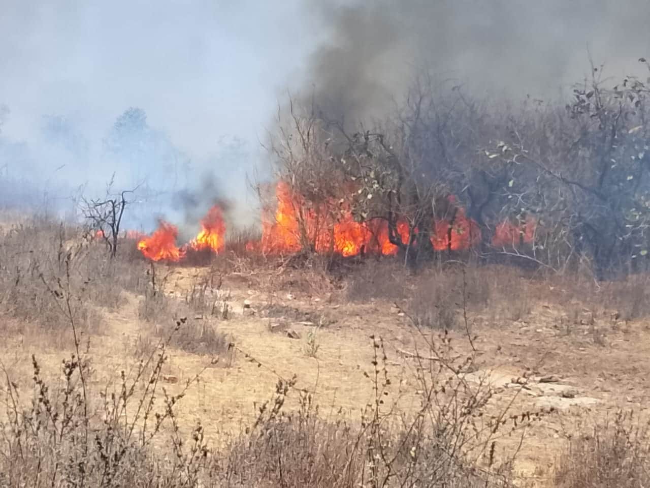 जंगलों में आग का कहर