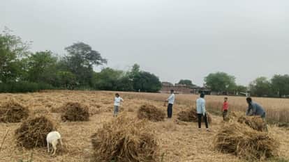 Weather takes a turn with light drizzle and strong winds raising farmers anxiety in Azamgarh