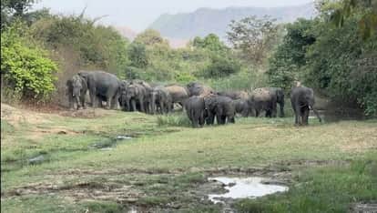 Bihar News: 26 elephants herd safe relocation jharkhand forest department success in jamui news