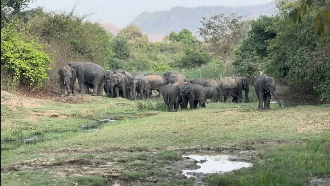 Bihar News: 26 elephants herd safe relocation jharkhand forest department success in jamui news