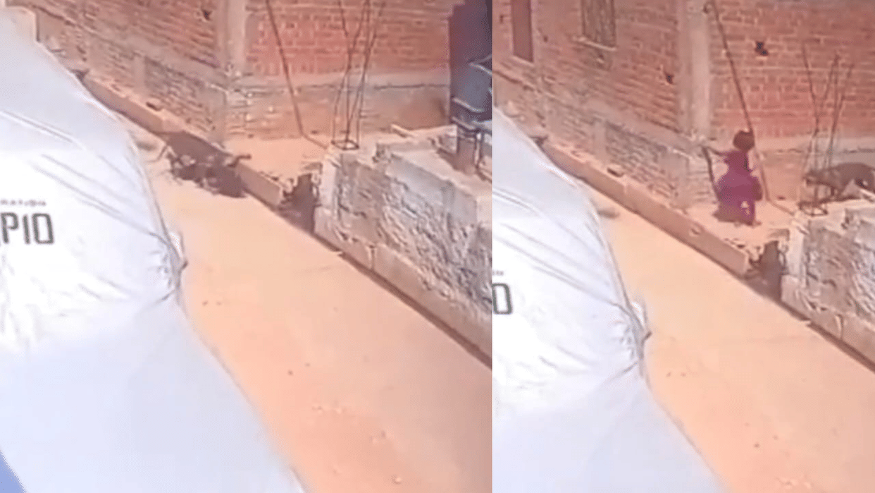 Jhansi: आवारा कुत्तों का बढ़ रहा आतंक, रोज 70 नए लोग बन रहे शिकार