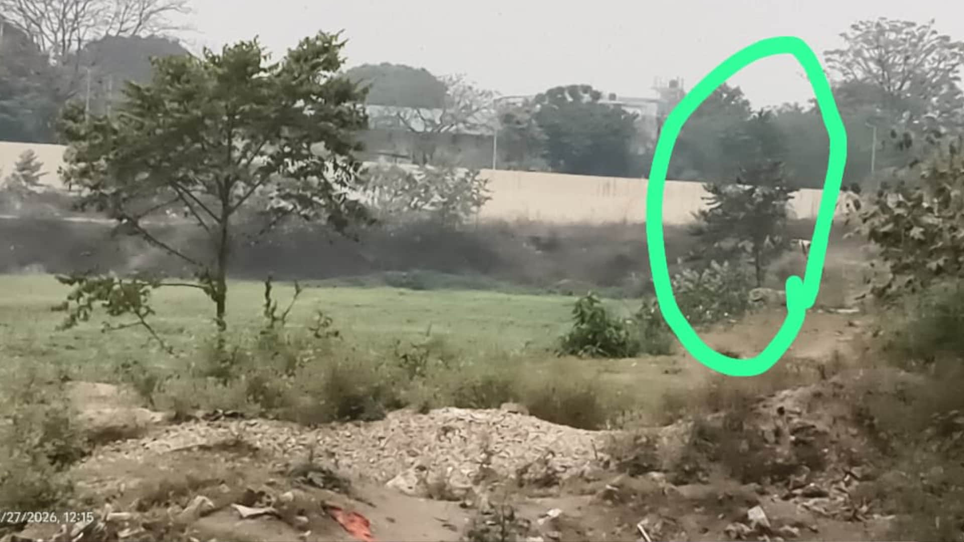 इसी पड़े से झूल रहा था शव