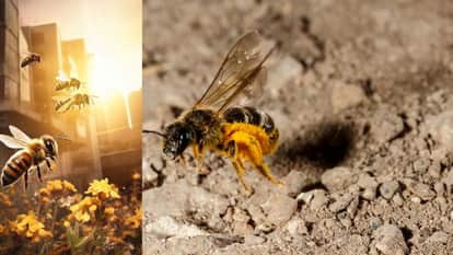 Bee Attack During Jawara Immersion: 30 Injured, Hospitalized mp news