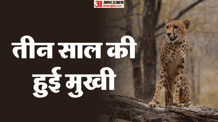 Project Cheetah: कूनो में जन्मी पहली चीता मुखी हुई तीन साल की, सीएम बोले- प्रोजेक्ट की सफलता का सशक्त प्रतीक