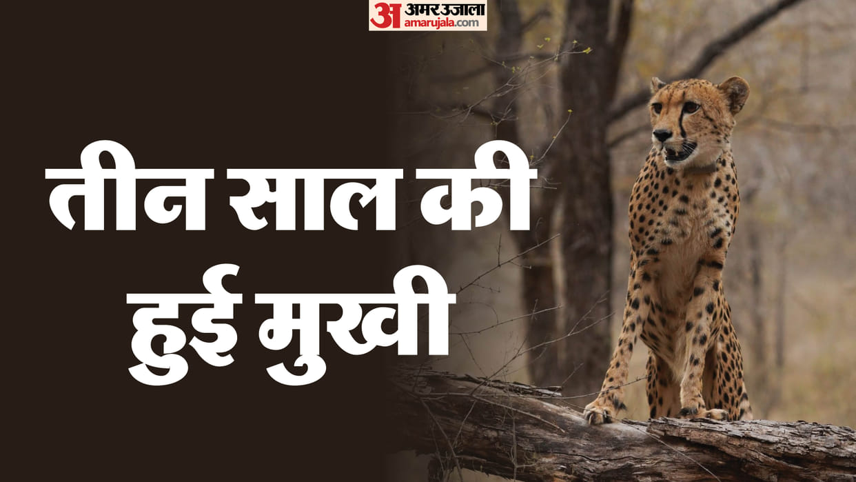 MP Cheetah Project Success: Kuno-Born First Cheetah Mukhi Turns 3 CM Mohan Yadav Statement News in Hindi