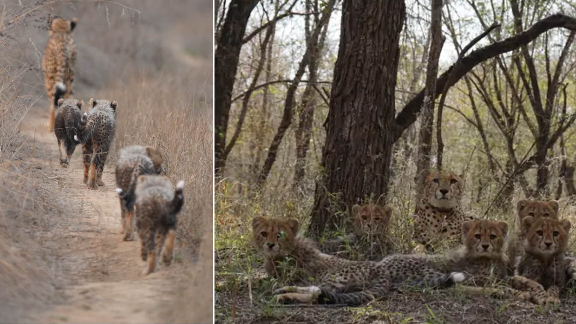 MP Cheetah Project Success: Kuno-Born First Cheetah Mukhi Turns 3 CM Mohan Yadav Statement News in Hindi