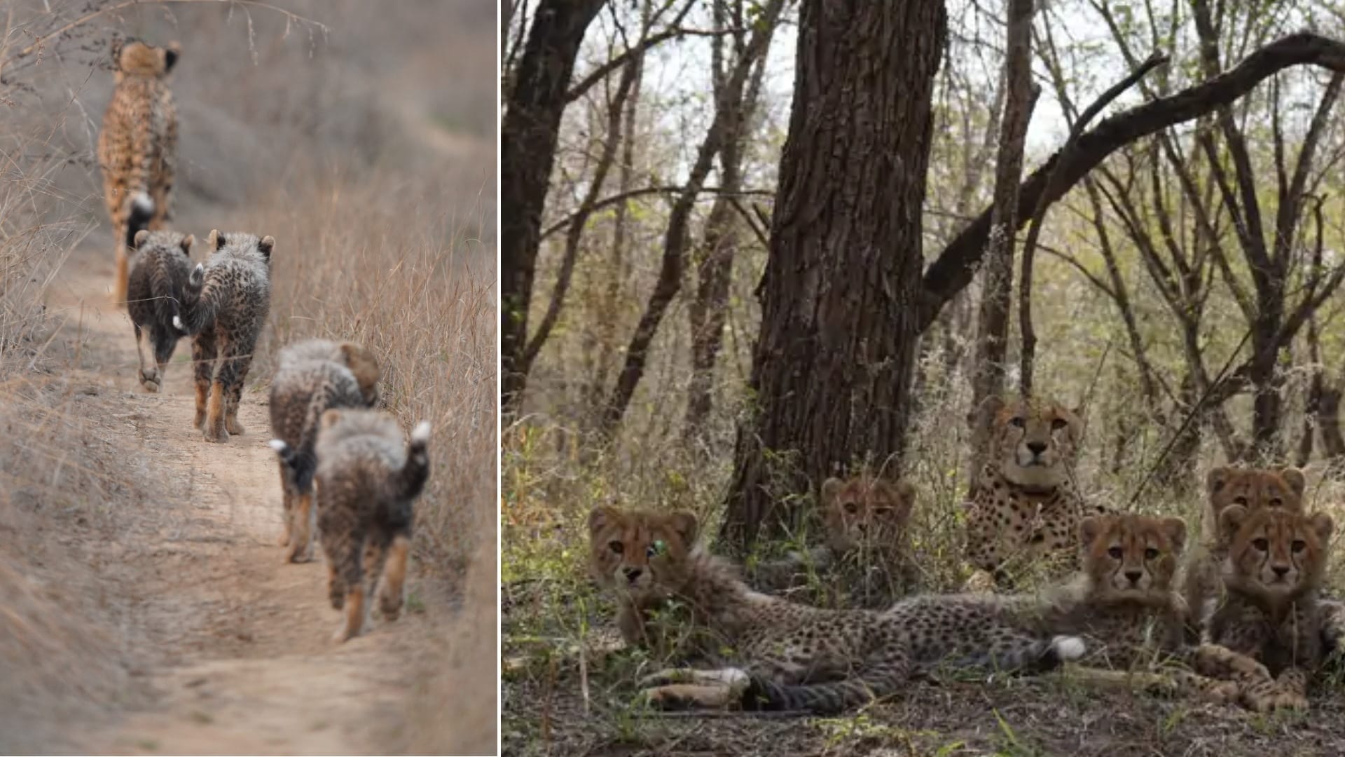 MP Cheetah Project Success: Kuno-Born First Cheetah Mukhi Turns 3 CM Mohan Yadav Statement News in Hindi