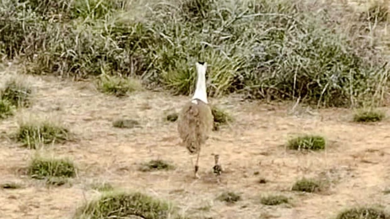 great indian bustard chick born in kutch after 10 years jumpstart technique wildlife conservation india
