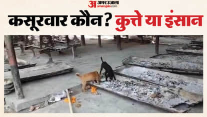 Dogs Devouring Bones Video from Hindon Cremation Ground Surfaces