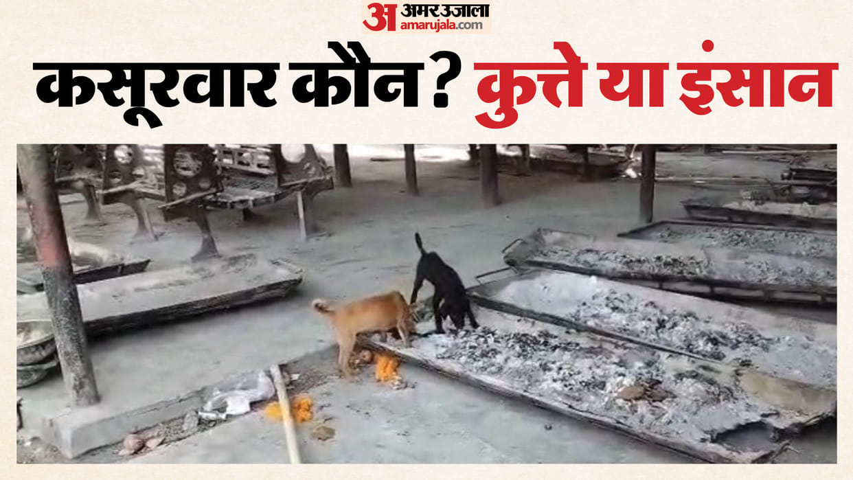 Dogs Devouring Bones Video from Hindon Cremation Ground Surfaces