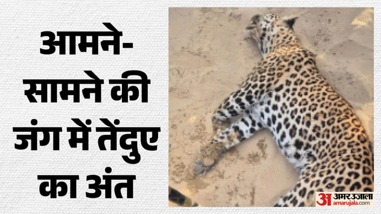 Bikaner: खेत में काम कर रहे पिता-पुत्र पर तेंदुए ने किया हमला, ग्रामीणों के पलटवार में हुई उसकी मौत