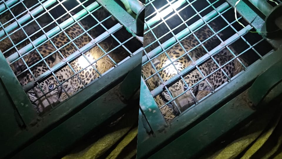 Ferocious Leopard Trapped in a Cage in Lakhimpur Kheri