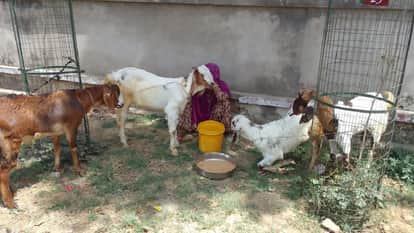Youth caught with stolen goat
