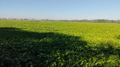 Indore News Sirpur Lake environmental crisis Ramsar site