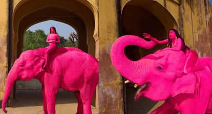 Pink Elephant in Jaipur’s Pink City Russian Photographer Photoshoot Sparks Social Media Outrage