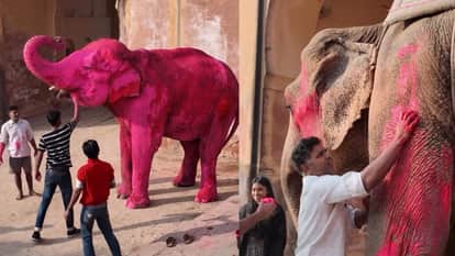 Jaipur pink elephant photoshoot controversy animal cruelty debate on social media video goes viral