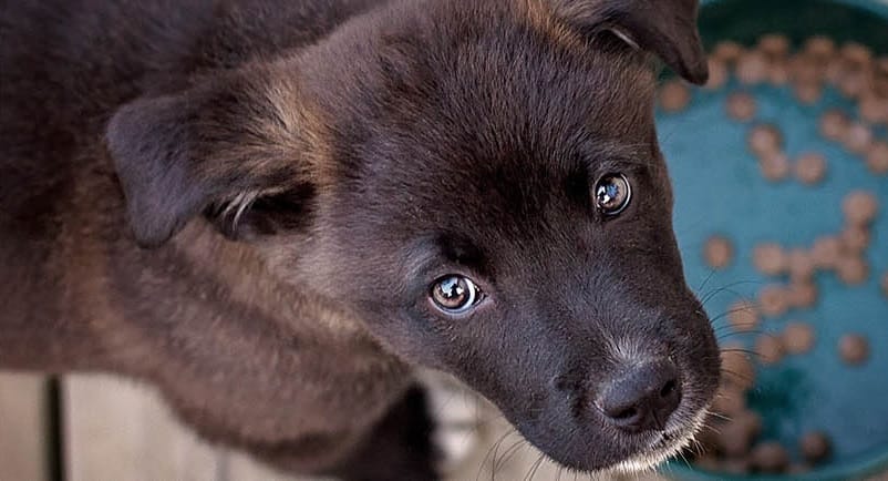 Kanpur Iron Rod Rammed into Puppys Eye Then Brutally Beaten to Death Search for Accused Underway