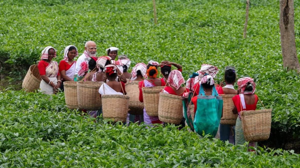 PM Modi Plucks Tea Leaves and Enjoys Jhumur Dance Highlights from Assam Visit in photos