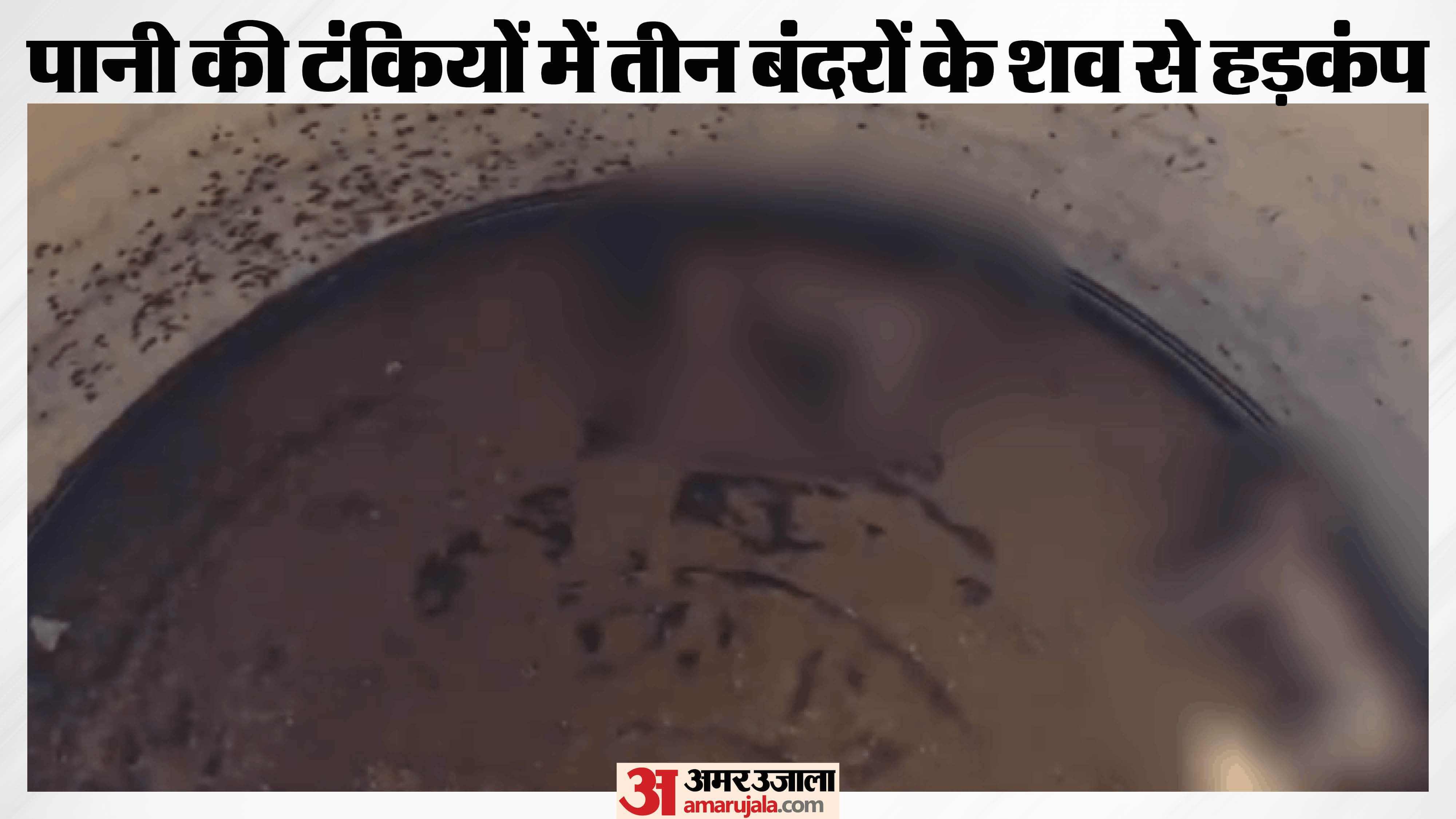 बंदरों के शव