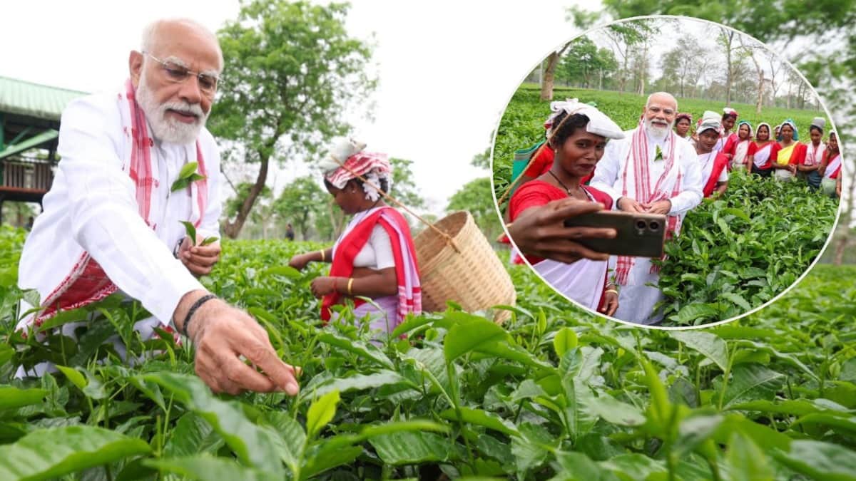 चाय बागान में पहुंचकर पीएम मोदी ने तोड़ीं चाय की पत्तियां।